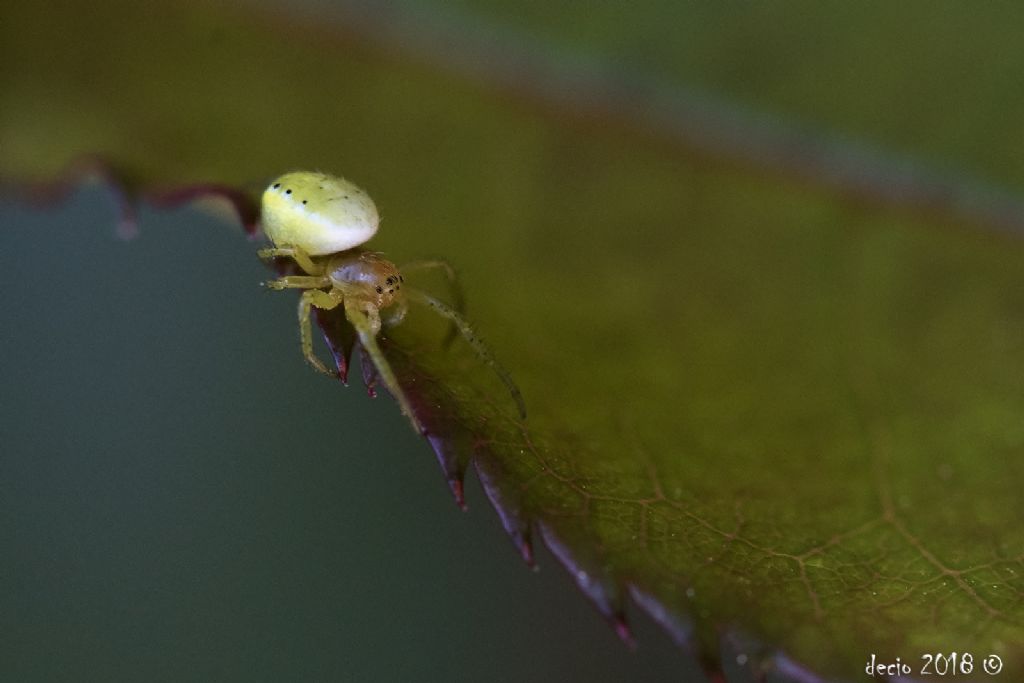 Araniella sp. - Figline Valdarno (FI)